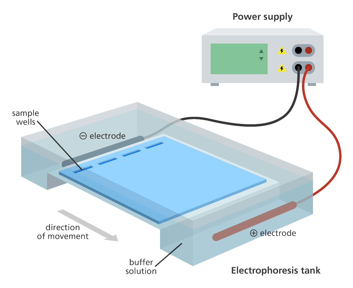 Angarose gel electrophoresis