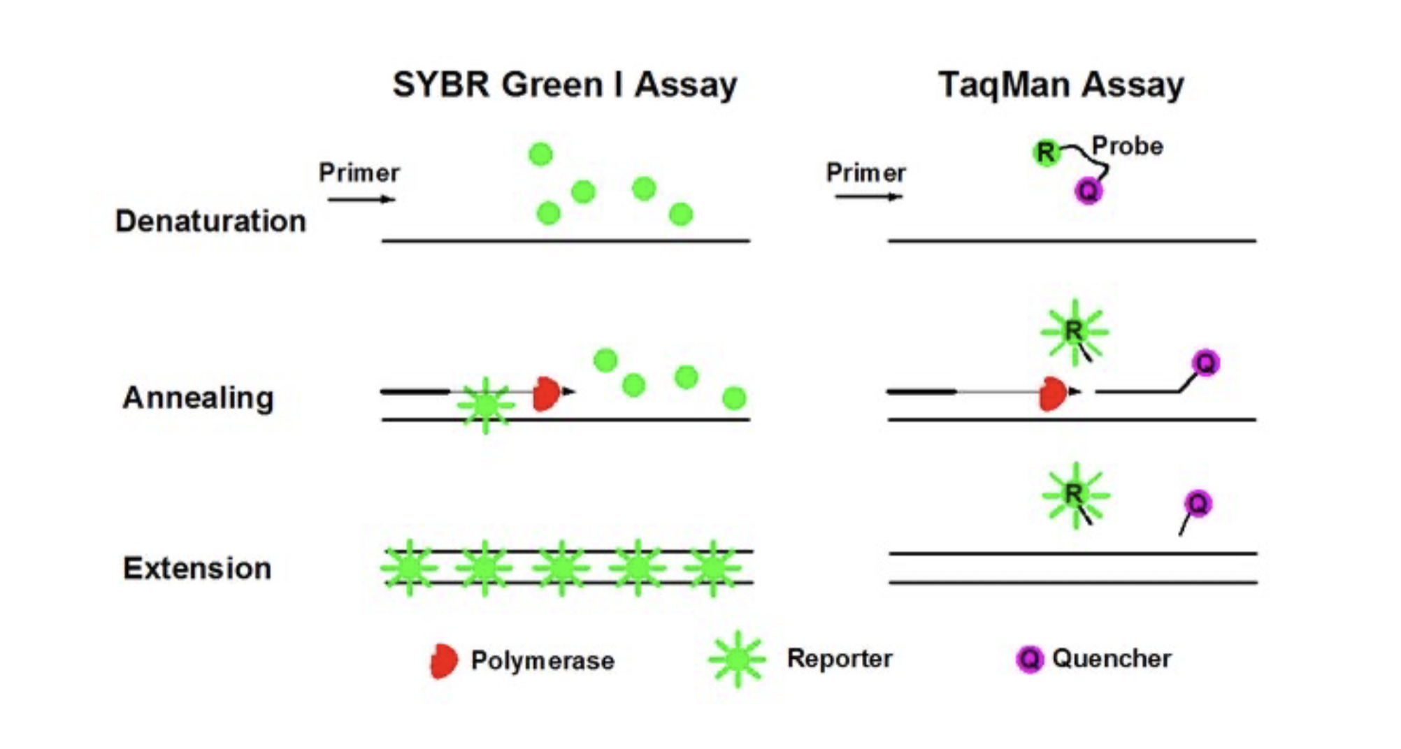 SYBR Green I and TaqMan assays
