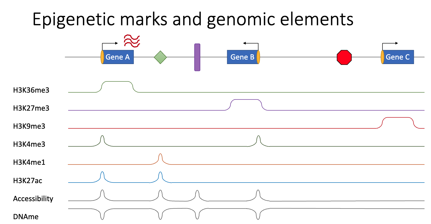 Epigenetic Marks and Genomic Elements